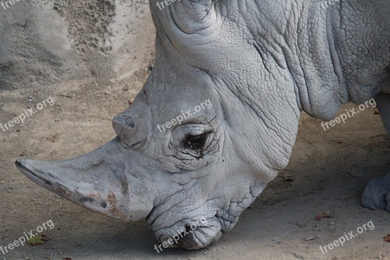 Rhinoceros Animal Mammal Wild Wildlife