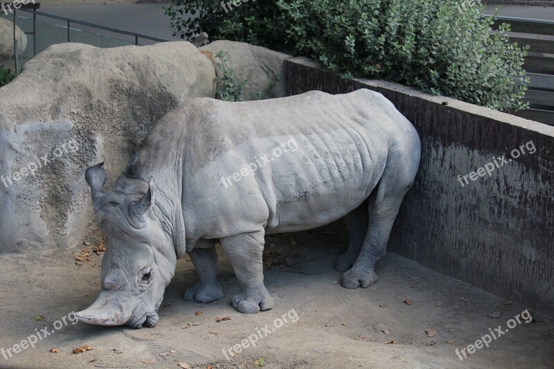 Rhinoceros Animal Mammal Wild Wildlife