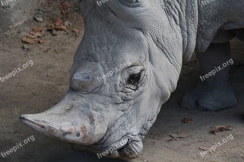 Rhinoceros Animal Mammal Wild Wildlife