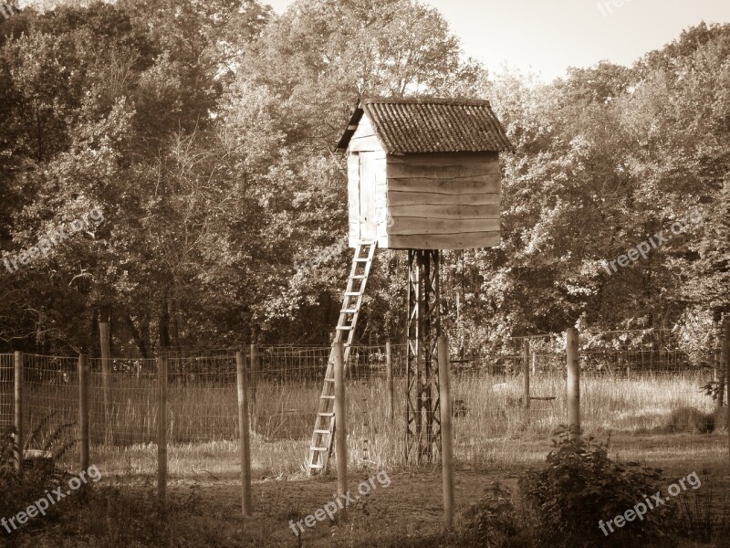 Bizarre Treehouse Sephia Landscape Still Life