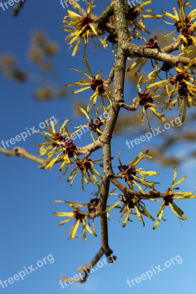 Branch Bud Close Up Spring Awakening Free Photos