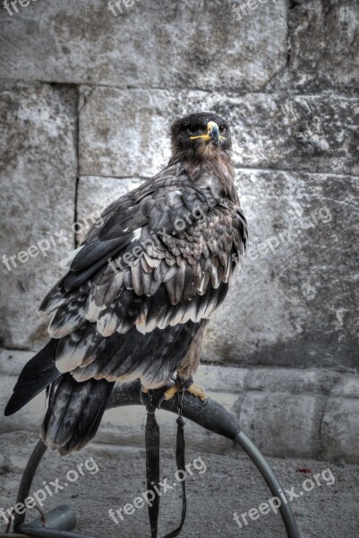 Raptor Sulmona Italy Free Photos