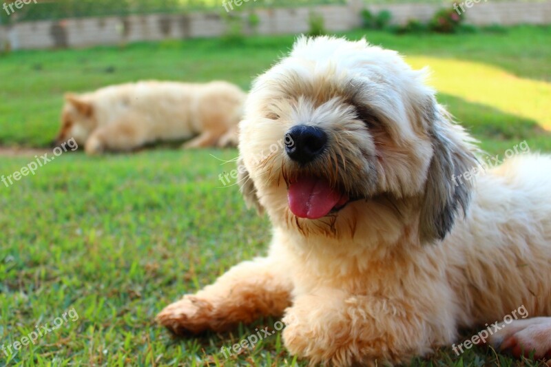 Lhasa Apso Dog Animal Pet Domestic Animals