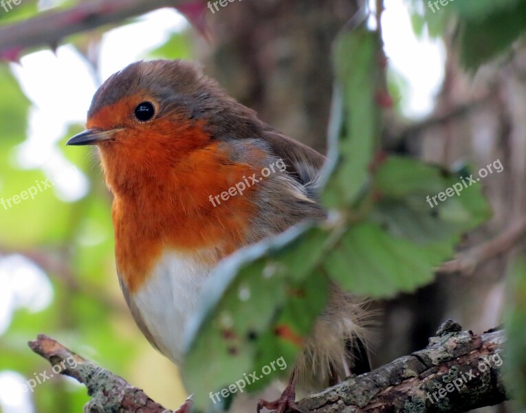 Robin European Bird Animal Rubecula