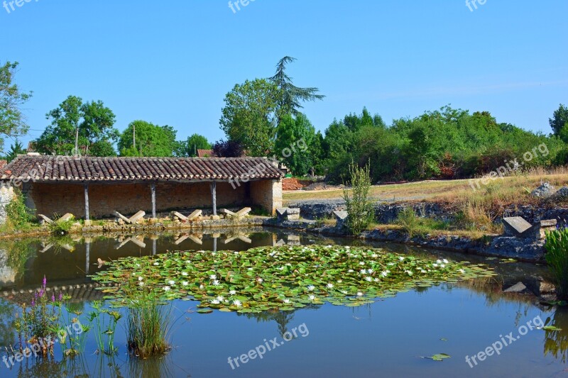 Old Wash House Former Washery Aquatic Plant Water Lily Water