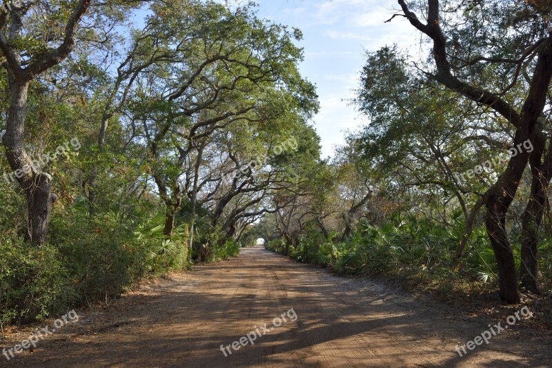 Dirt Road Trees Outside Outdoors Landscape