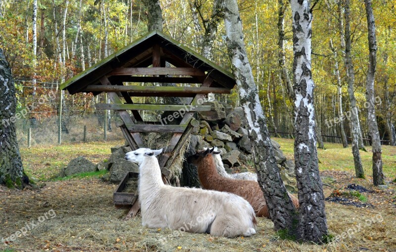 Lama Lama Glama Paarhufer Andes Camel-like