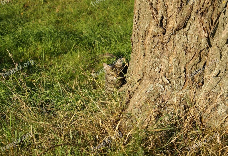 Cat Green Nature Domestic Cat Animal