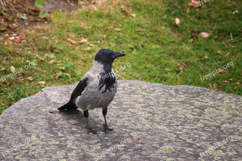 Crow Hooded Crow Carrion Crow Raven Bird Bird