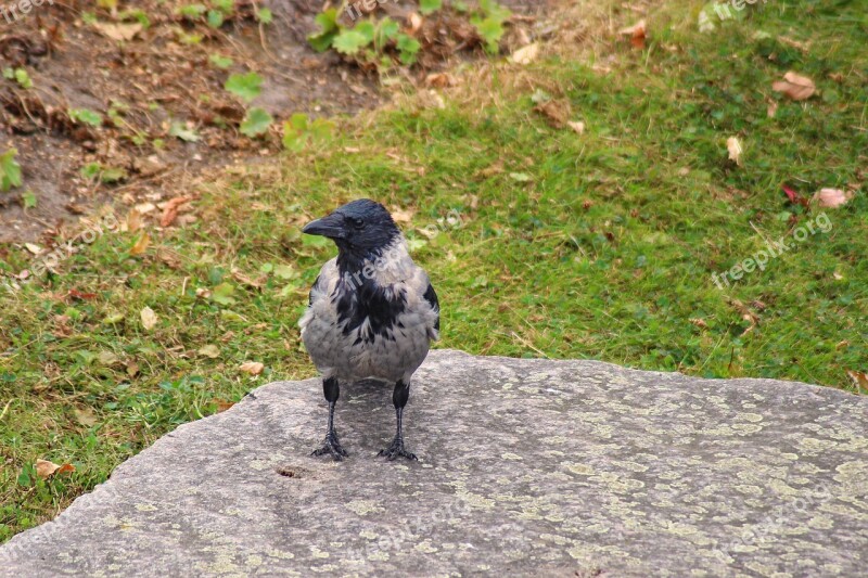 Crow Hooded Crow Carrion Crow Raven Bird Bird