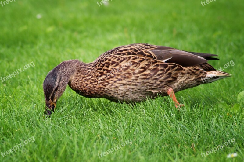 Duck Mallard Meadow Water Bird Nature