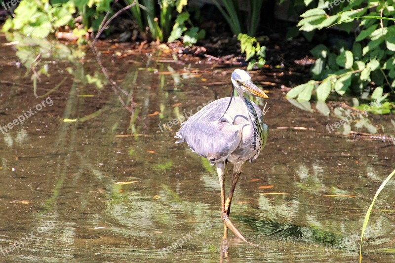 Grey Heron Heron Bird Eastern Intervention