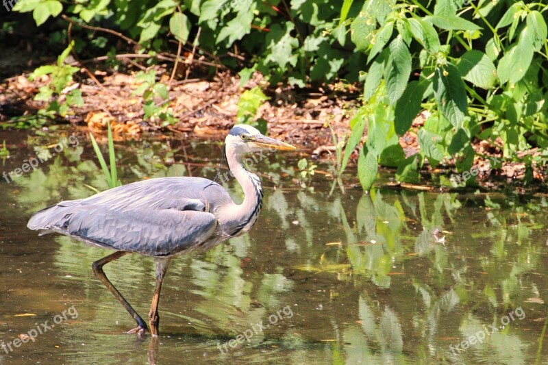 Grey Heron Heron Bird Eastern Intervention