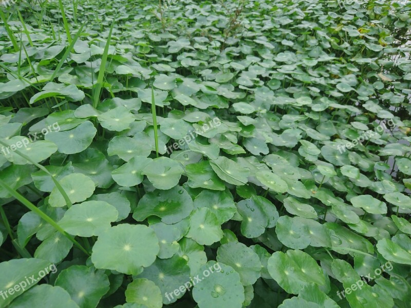 Gold Money Grass Lysimachia Mirror Grass Ping Grass Free Photos