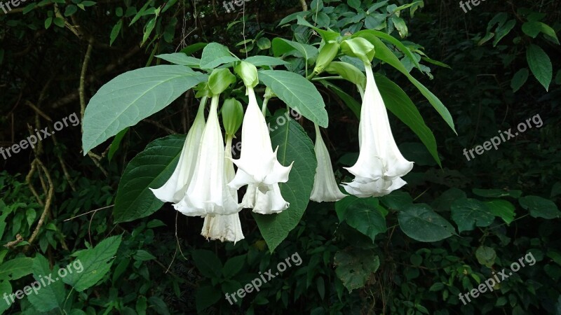 Mandolin Rome Flowers Passion Flower Dog Walnut Poisonous Plants Free Photos