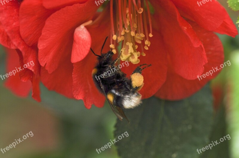 Fictional Japanese Cherry Trees Pollen Close Up Insect