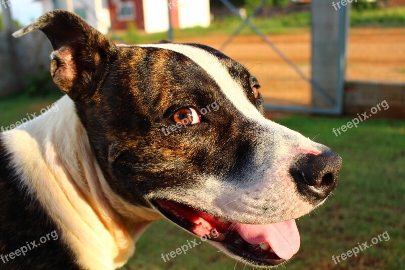 Pit Bull Dog Happy Animal Smile