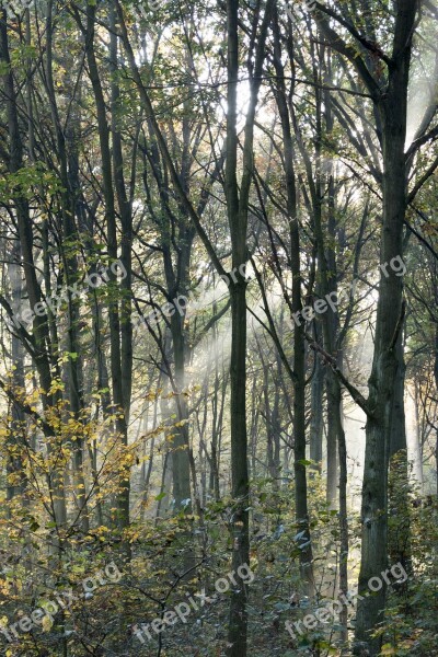 Wood Sunlight Forest Autumn Beams