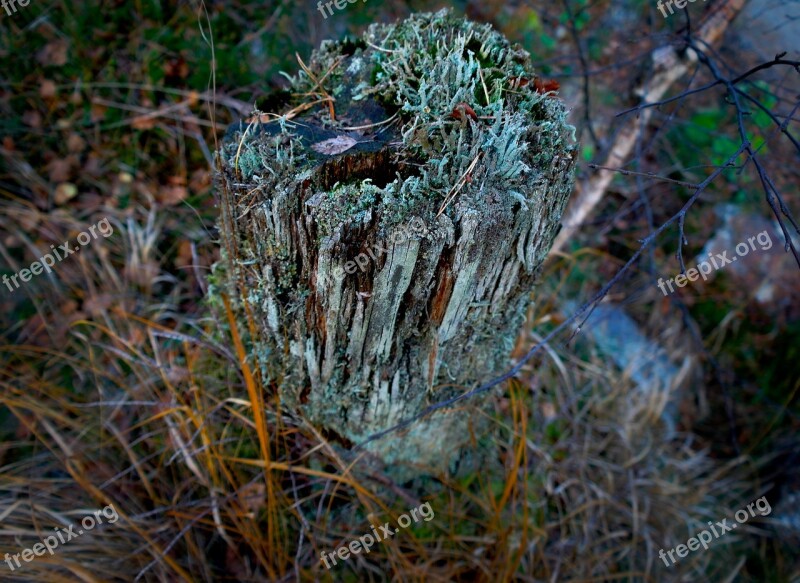 Three Tree Root Old Rotten Cracks