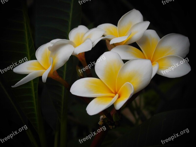 Plumeria Riviera Community Dark Free Photos