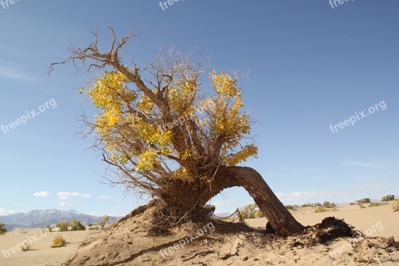 Golmud Populus Desert Tree Dry