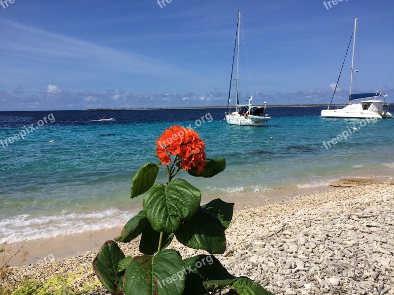 Flower Sea Sailing Boat Beach Coast