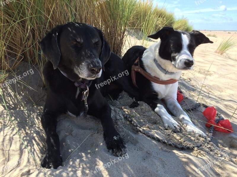 Dogs Dunes Beach Sand Coast