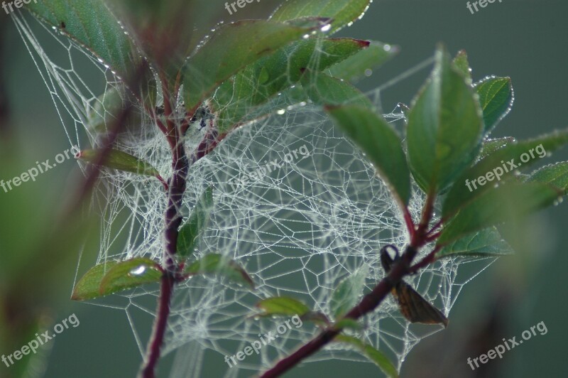 Web Jumble Spider Drops Dew