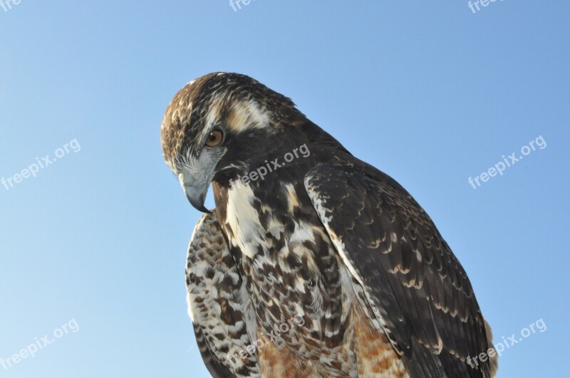 Eagle Bird Animal Wing Falcon