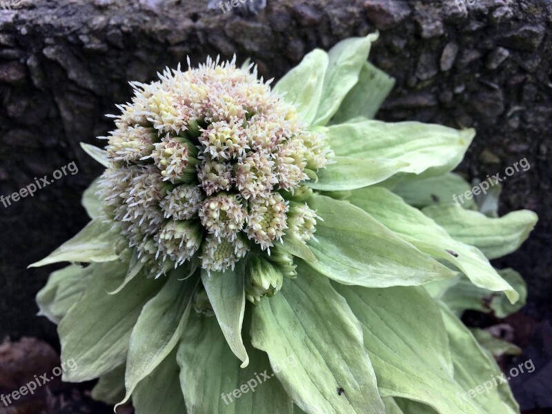 Spring Flower Green Flowers Single Flower