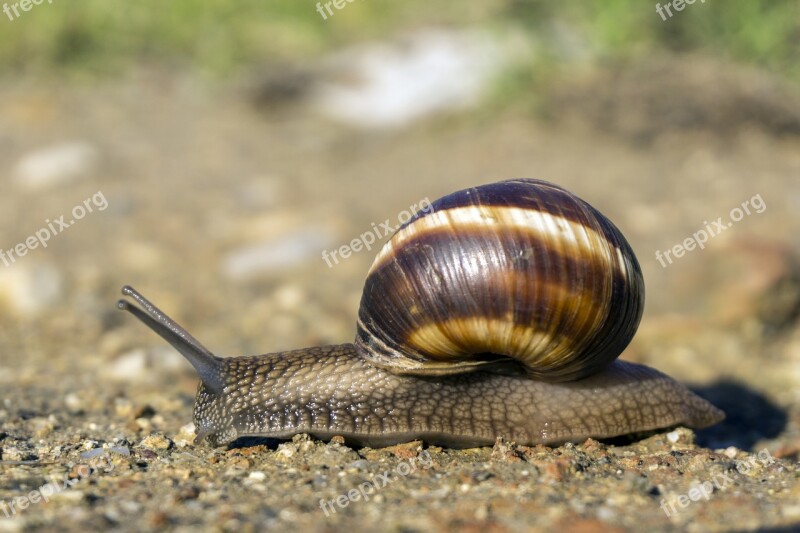 Snail Ground Grass Sun Nature