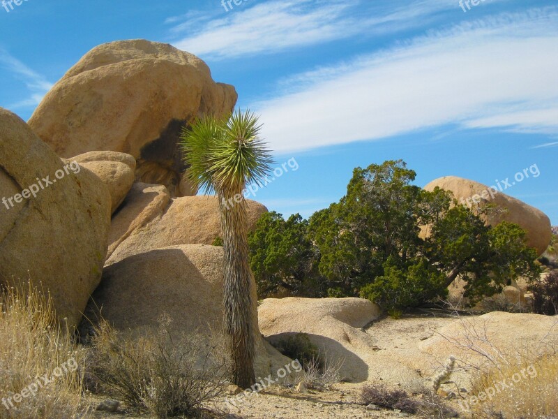 Desert Joshua Tree Joshua Tree Landscape