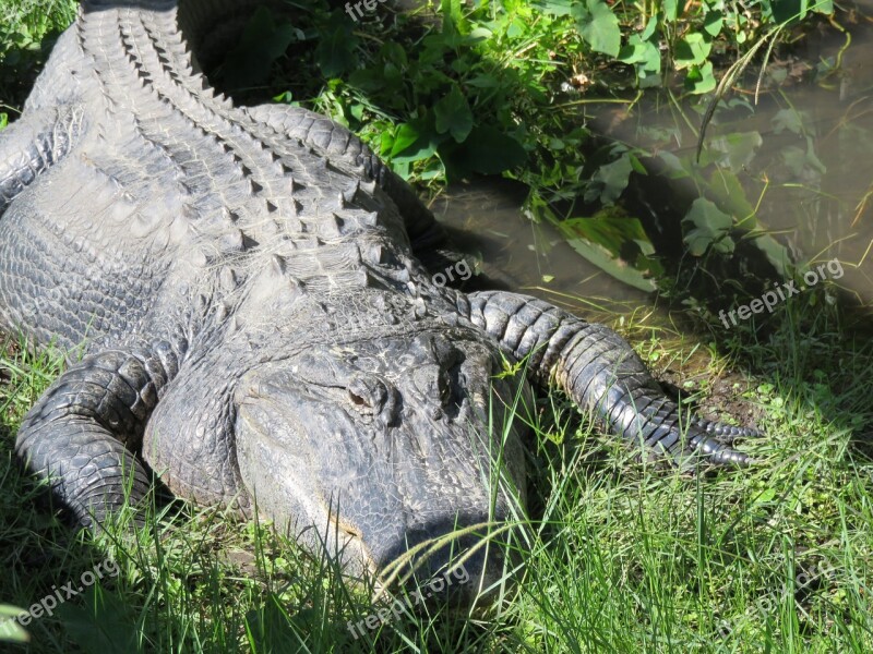 Sanford Florida Gator Reptile Zoo