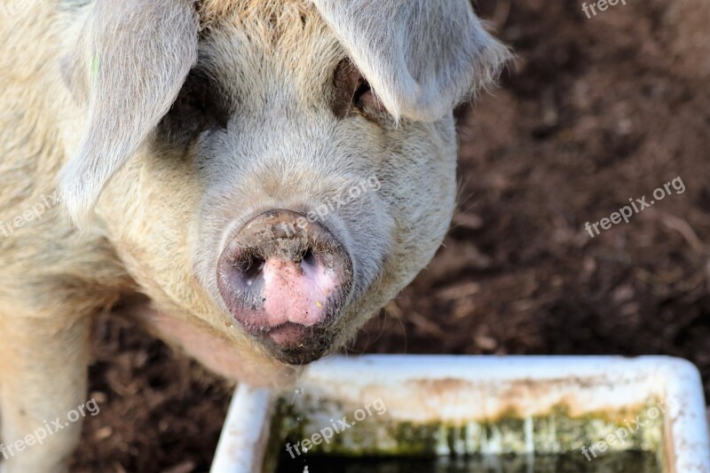 Pig Farm Pork Agriculture Swine