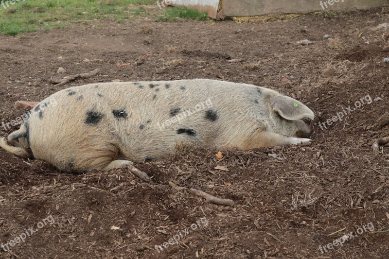 Pig Farm Pork Agriculture Swine