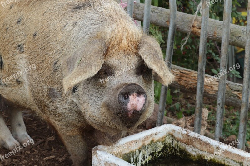 Pig Farm Pork Agriculture Swine