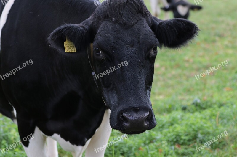 Cow Milk Farm Animal Dairy