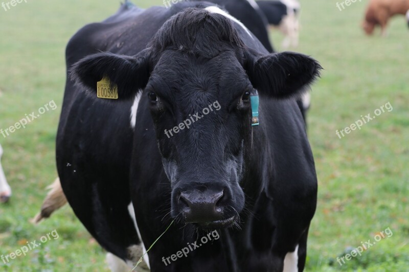 Cow Milk Farm Animal Dairy