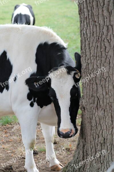 Cow Milk Farm Animal Dairy