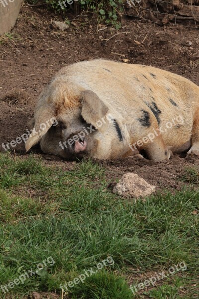 Pig Farm Pork Agriculture Swine