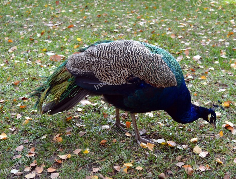 Peacock Galliformes Pavo Cristatus Bird Ornamental Birds