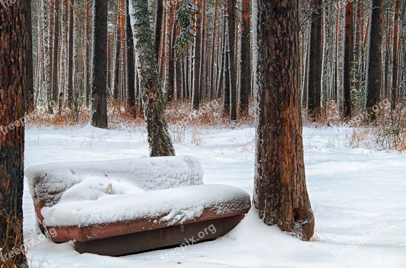 Winter Sofa Forest Tree Trees