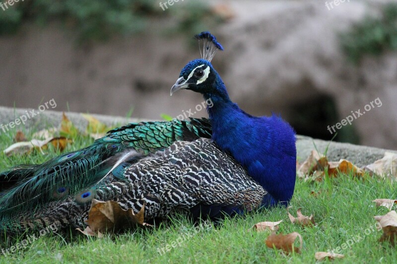 Peacock Animal Feather Bird Beautiful