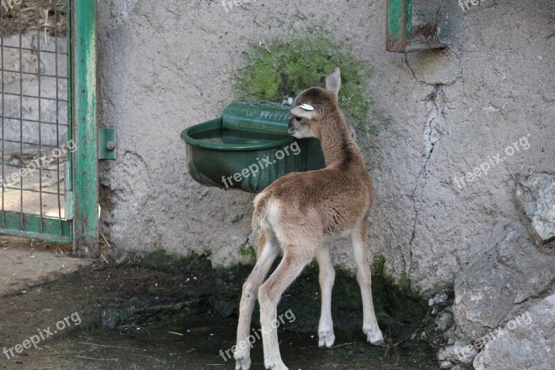 Nature Mammal Tail Fawn Wildlife