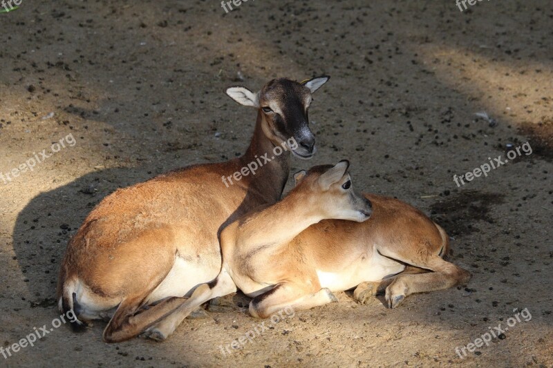 Nature Mammal Tail Fawn Wildlife