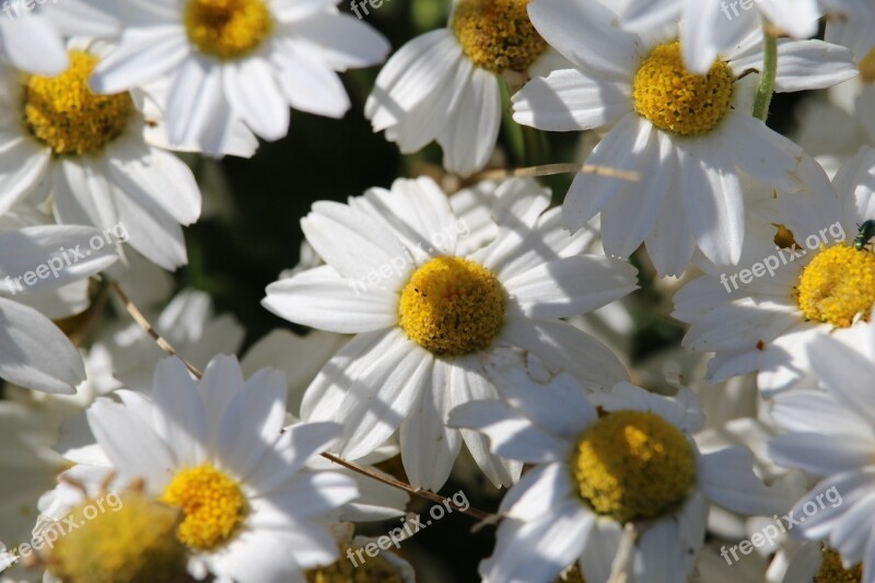 Flower Nature Garden Floral Fresh