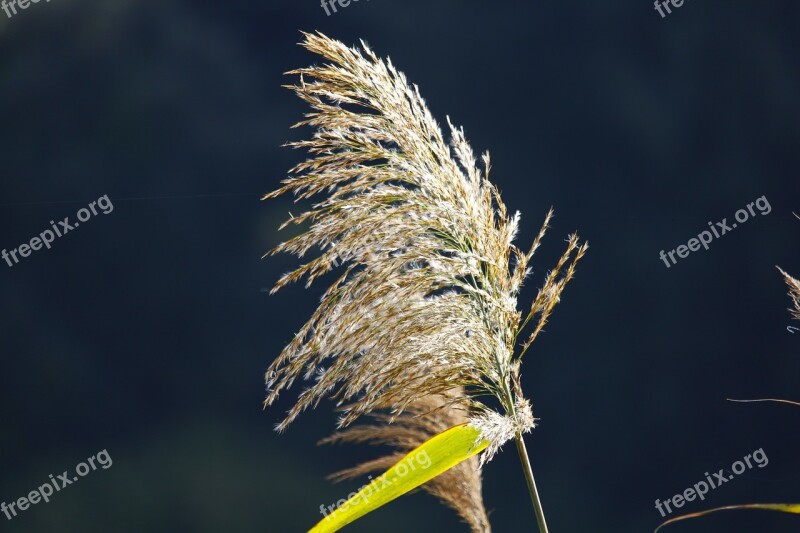 Water Grass River Landscape Reed