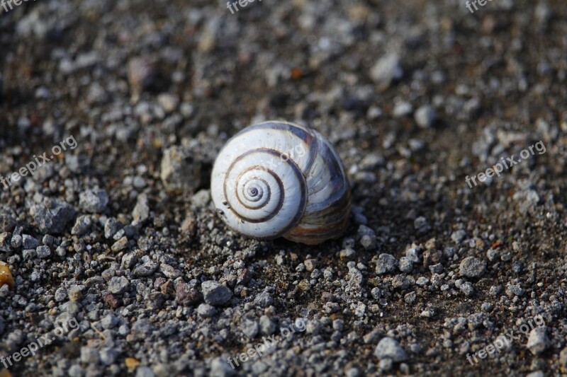 Shell Gastropod Slimy Snail Slow