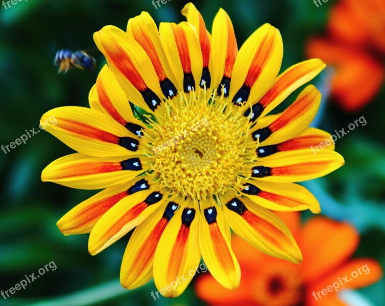 Tiger Flower Bright Colors Yellow Orange