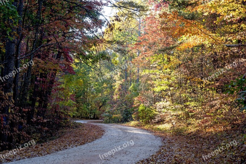 Forest Sunlight Landscape Morning Autumn